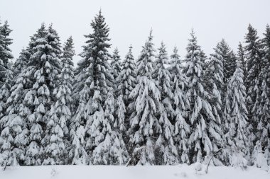 Kış ormanı karla kaplı