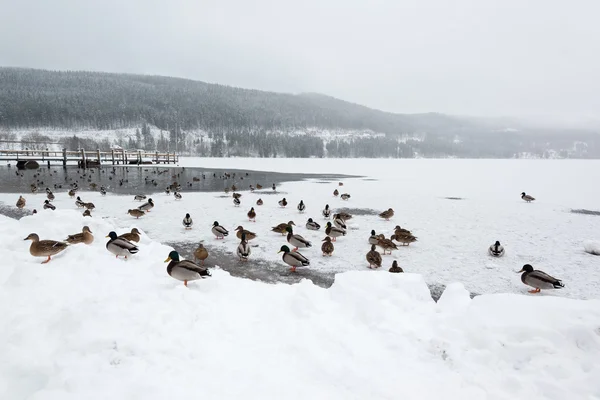 Divoké kachny na zamrzlém jezeře — Stock fotografie