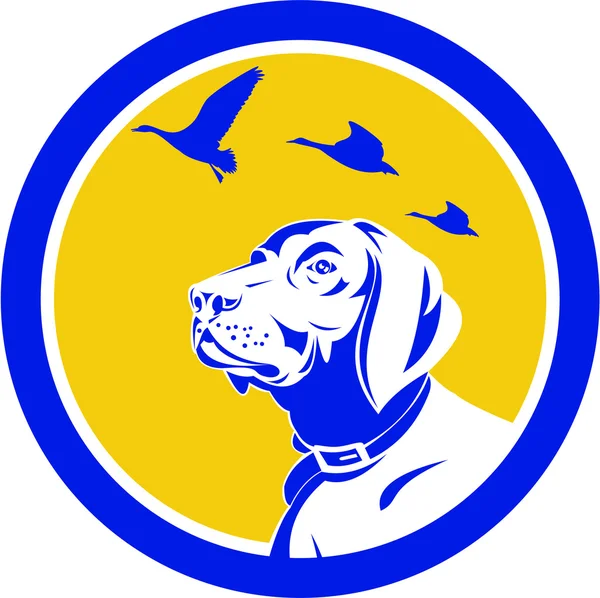 Inglês Pointer Dog Head Looking Up Circle Retro —  Vetores de Stock