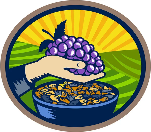 Hand Holding Grapes Raisins Oval Woodcut — Stock Vector