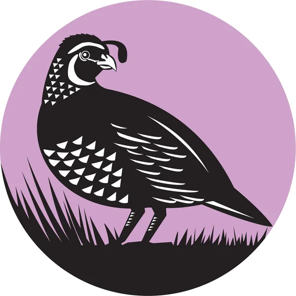 Kalifornischen Tal Wachtel Vogel Kreis retro — Stockvektor