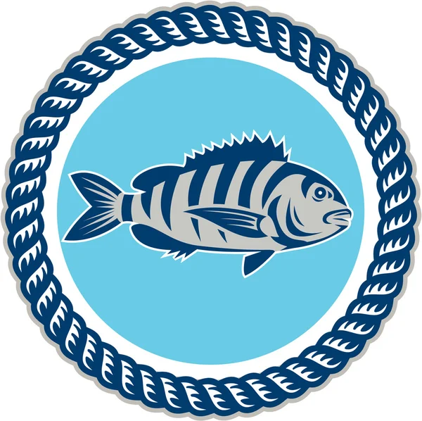 Sheepshead Fish Rope Circle Retro — Stock Vector