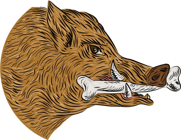 Jabalí salvaje Razorback hueso en boca dibujo — Vector de stock