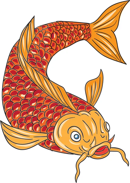 Koi Nishikigoi karper vissen zwemmen Down tekening — Stockvector