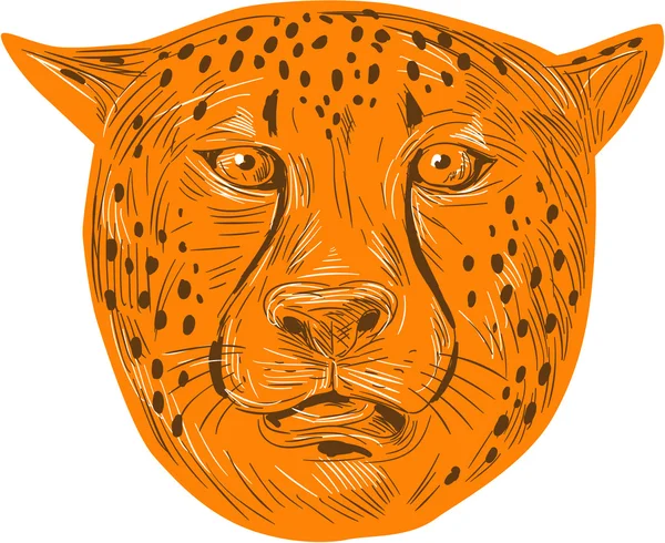 Cheetah Head Drawing — Stock Vector