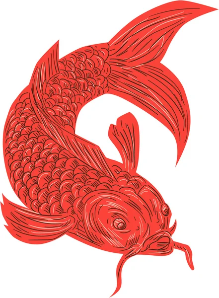 Red Koi Nishikigoi Carp Fish Drawing — Stock Vector