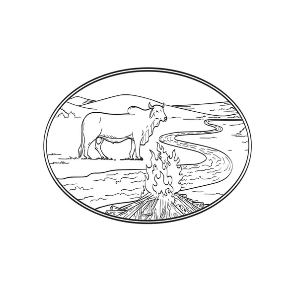 Line Art Tekening Illustratie Van Een Brahman Stier Een Amerikaans — Stockvector