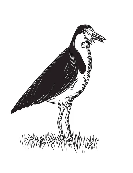 Retro Ξυλόγλυπτο Στυλ Απεικόνιση Ενός Spur Φτερωτά Plover Masked Lapwing — Διανυσματικό Αρχείο