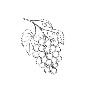 Muscadine üzümlerinin ya da Vitis rotundifolia 'nın çizimi, Birleşik Devletler' in güneydoğu ve güney-orta bölgelerinde yetişen siyah-beyaz tekel dövmeli bir asma türüdür..