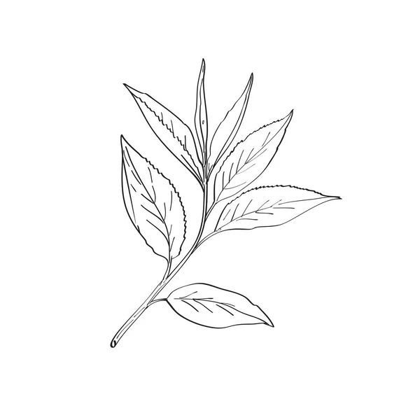 Linea Disegno Illustrazione Foglie Verde Camellia Sinensis Una Specie Arbusto — Vettoriale Stock