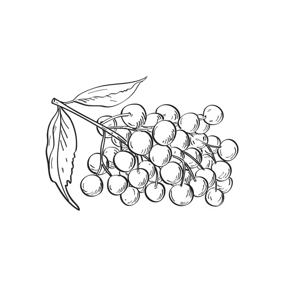 Illustration Dessin Art Linéaire Fruits Sureau Sureau Sambucus Genre Plantes — Image vectorielle