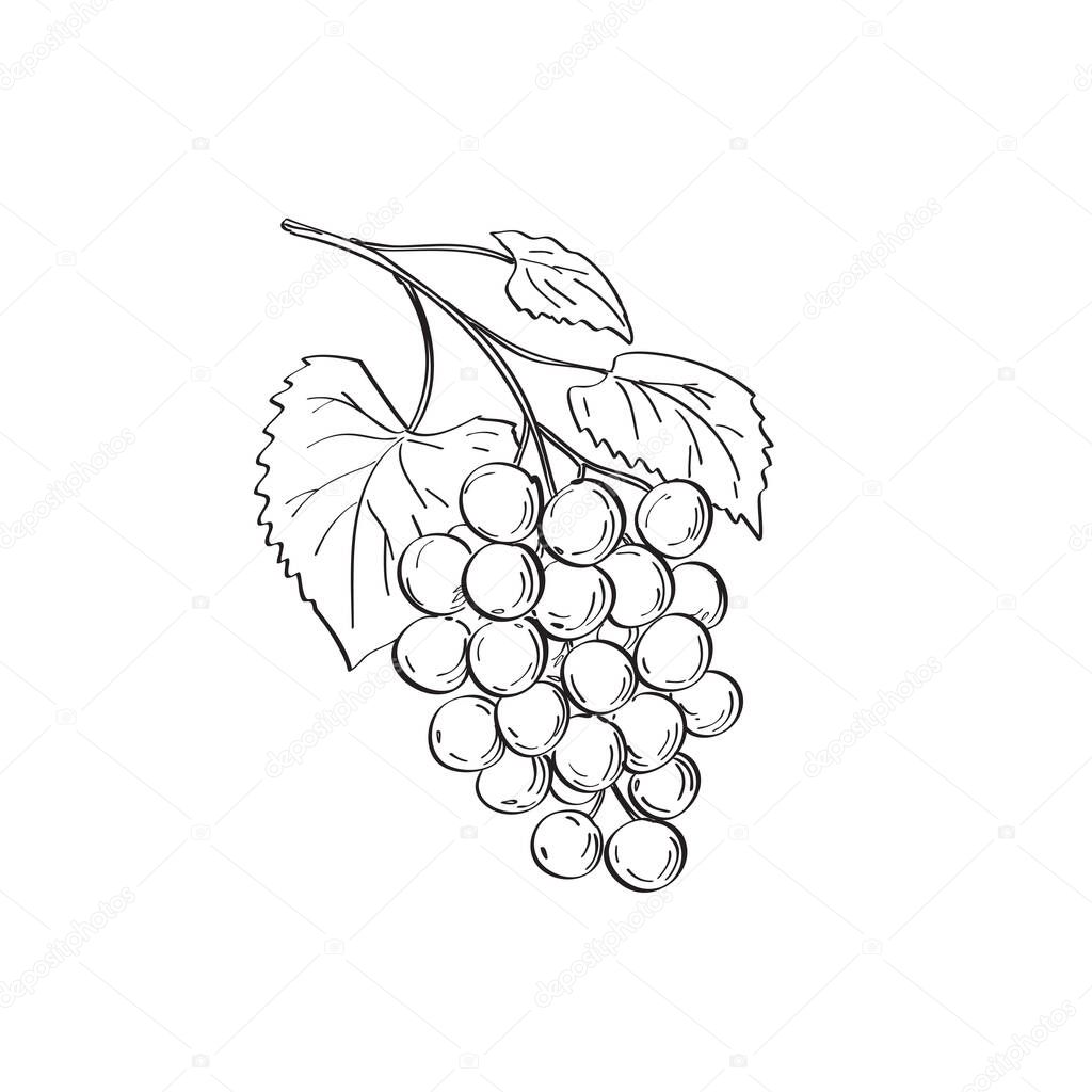 Line art drawing illustration of fruit of muscadine grapes or Vitis rotundifolia, a grapevine species native to southeastern, south-central United States in monoline tattoo style in black and white.