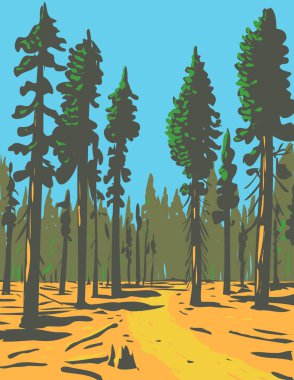 WPA Poster Art of giant sequoias growing in the General Grant Trail and Grove, a section of the greater Kings Canyon National Park located in California done in works project administration style. clipart
