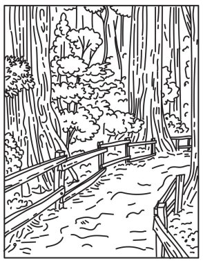 Muir Ormanı Ulusal Anıtı 'nda yükselen orman ağaçlarının mono çizgisi çizimi Golden Gate Ulusal Rekreasyon Alanı' nın bir parçası, Kaliforniya 'da siyah-beyaz retro monoline serisi sanat tarzında yapıldı..