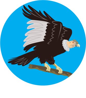 California Condor Perching Branch Circle Retro clipart