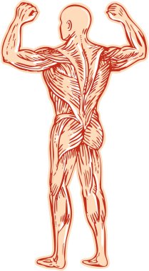 İnsan kas sistemi anatomisi gravür