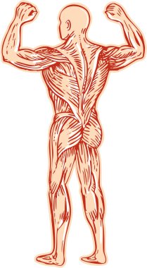 Human Muscular System Anatomy Etching clipart