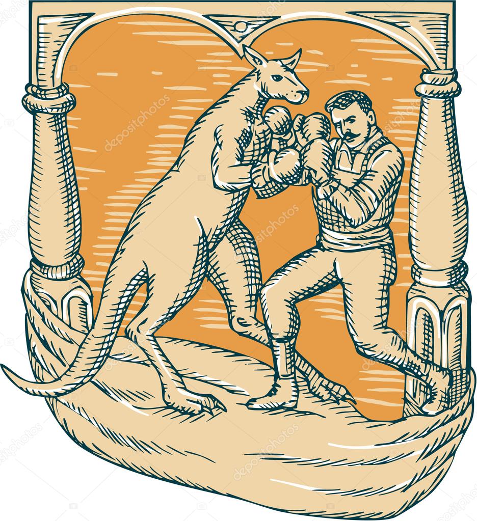 Kangaroo Boxing Man Etching