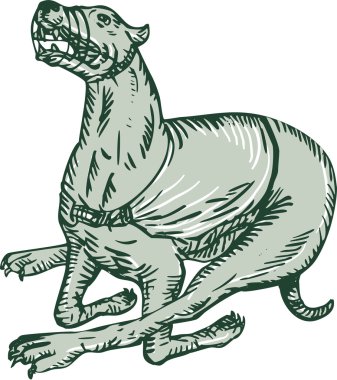 yan gravür yarış greyhound köpek