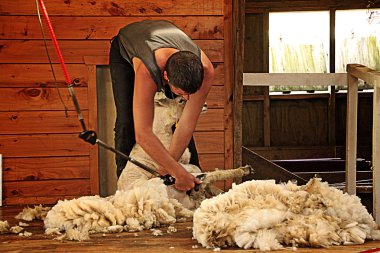 Shearer Shearing Sheep Warkworth clipart