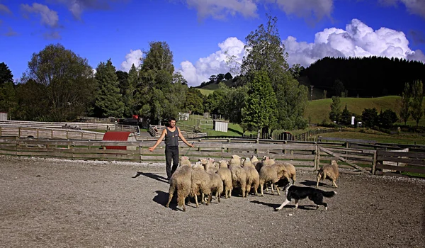 羊农民牧养羊群沃克沃斯 — 图库照片