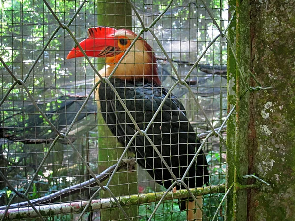 Philippine Toucan Inside Cage — 图库照片