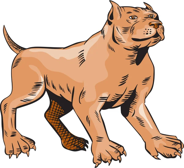 Pitbull chien bâtard debout gravure — Image vectorielle