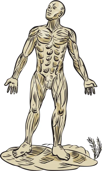 Gravura da anatomia muscular humana — Vetor de Stock