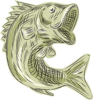 Download Largemouth Bass Fish Etching Free Vector Eps Cdr Ai Svg Vector Illustration Graphic Art
