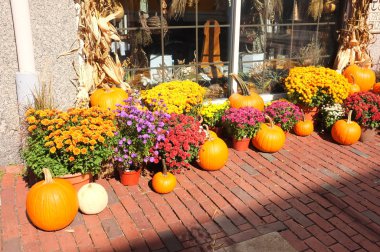 Kaldırım kabak kış kabak ürün hasat