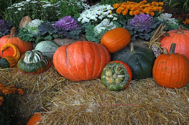 Kış kabağı kabak saksı