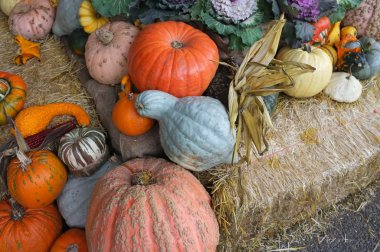 Kış Squash kabak lahana