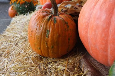 Kabak kış kabak ürün hasat