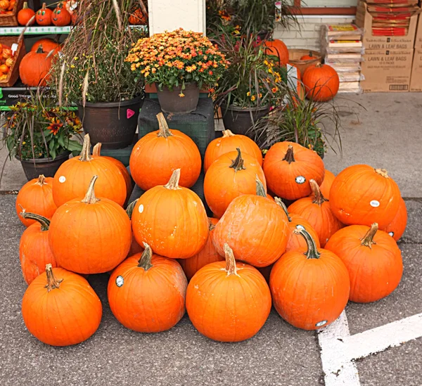 Calabaza invierno Squash cosecha —  Fotos de Stock