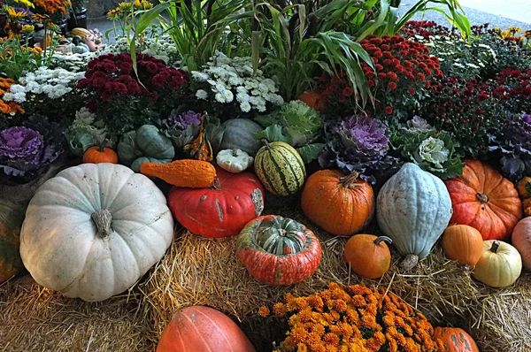 Winterpompoen pompoen bloempotten — Stockfoto