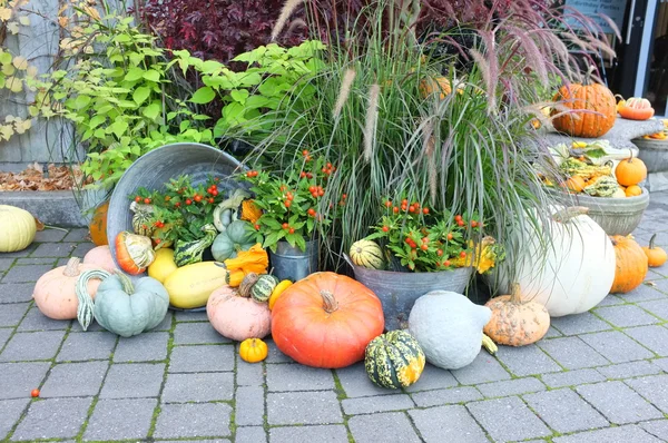 Pompoen Squash tuin — Stockfoto