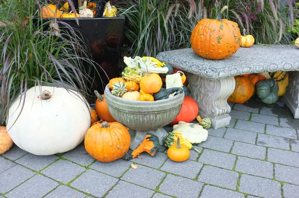 Pompoen Squash tuin — Stockfoto