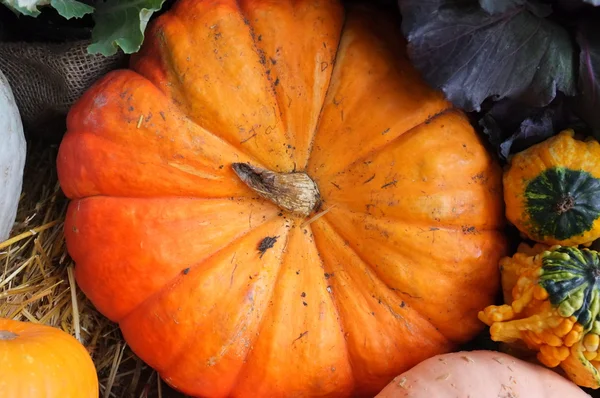 Repollo púrpura Calabaza de calabaza de invierno —  Fotos de Stock