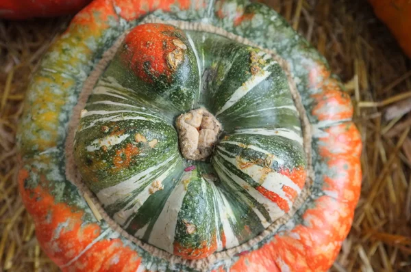 Pumpkin Winter Squash Crop Harvest — Stock Photo, Image