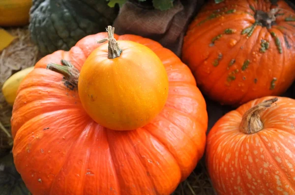 Pompoen Winterpompoen gewas oogst — Stockfoto