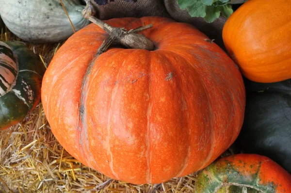 Calabaza invierno Squash cosecha —  Fotos de Stock