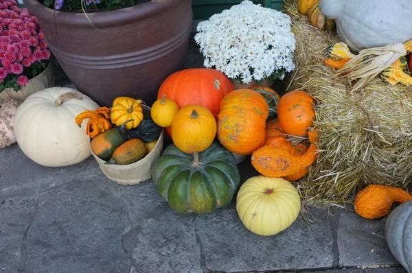 Winterpompoen pompoen bloempotten — Stockfoto