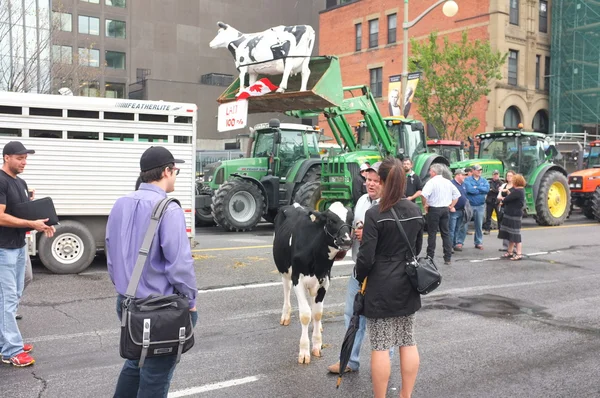 Canadian Dairy Farmers Protest — Stock Photo, Image