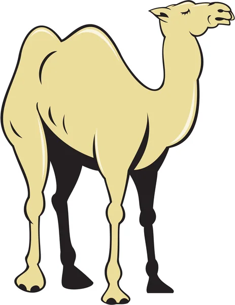 Oldalán Camel Nézd Cartoon — Stock Vector