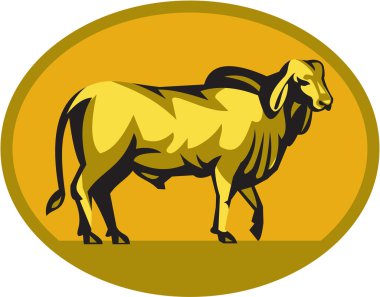 Brahman Bull Oval Retro