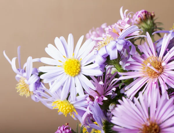 Daisies in a bunch — Stock Photo, Image