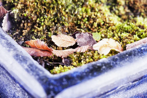 Leaves in a vase — Stock Photo, Image