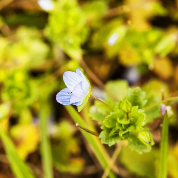 Flor azul en un ramo —  Fotos de Stock