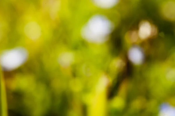 Unfocused garden background — Stock Photo, Image