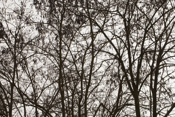 背光的树木 — 图库照片